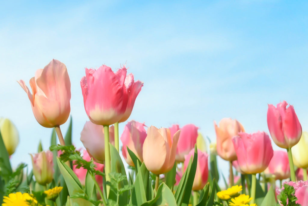 日に日に暖かくなり 春の花たちが元気に咲き誇り私たちの目を楽しませてくれています エミエル ローヤルゼリーはココロハ 公式サイト